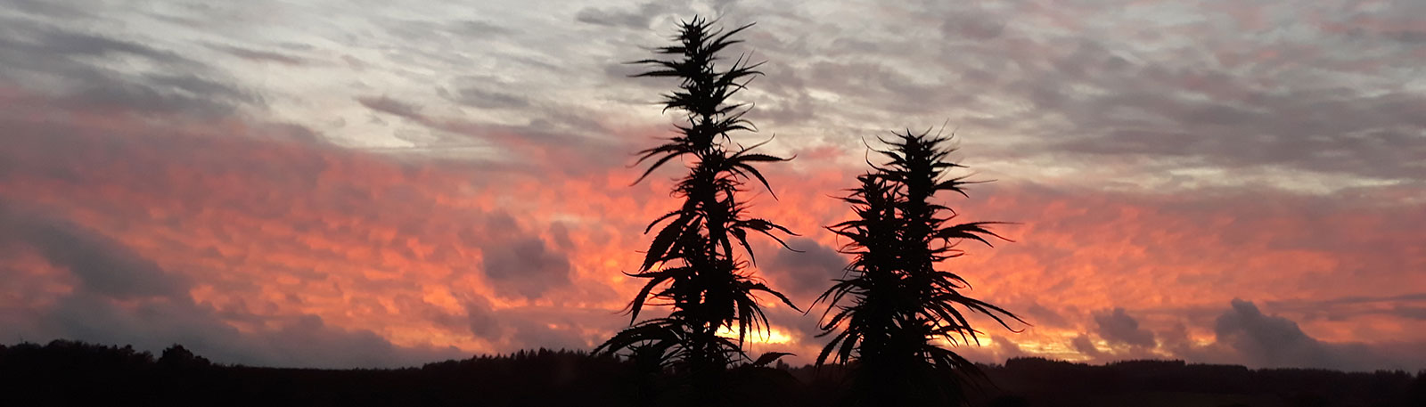 Pieds de chanvre sur couché de soleil